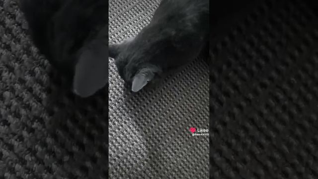 Рэм&Барс. Ночной тыгыдык смотреть онлайн