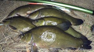 Ловля ЛИНЯ НА ПОПЛАВОК - обычные удочки с пером, рыбалка на диком пруду