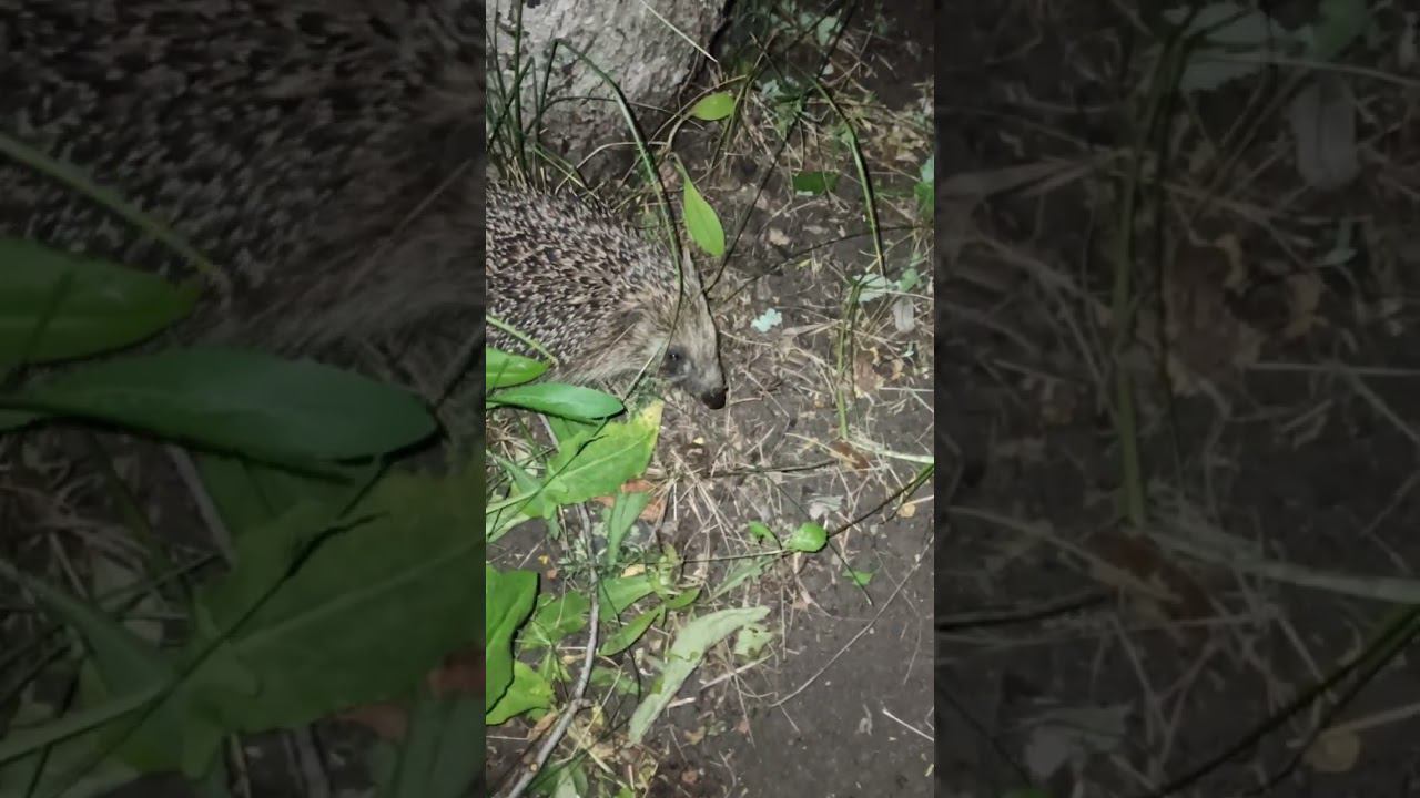 старый знакомый  ежик в поисках пропитания в деревенском саду