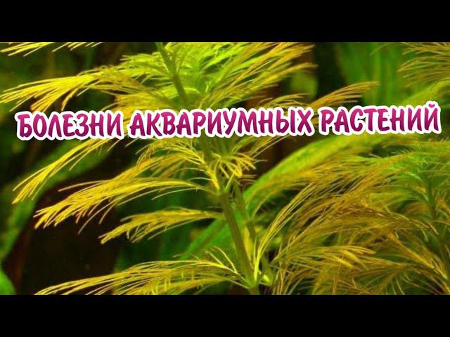 БОЛЕЗНИ АКВАРИУМНЫХ РАСТЕНИЙ. ПРИЧИНЫ И МЕТОДЫ УСТРАНЕНИЯ смотреть онлайн