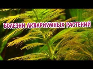 БОЛЕЗНИ АКВАРИУМНЫХ РАСТЕНИЙ. ПРИЧИНЫ И МЕТОДЫ УСТРАНЕНИЯ