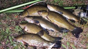 РЫБАЛКА НА ЛИНЯ - ЛОВЛЯ НА ГУСИНЫЙ ПОПЛАВОК ОБЫЧНОЙ УДОЧКОЙ, рыбалка на старом диком пруду