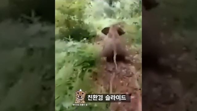 ЗАБАВНЫЕ ЖИВОТНЫЕ смотреть онлайн