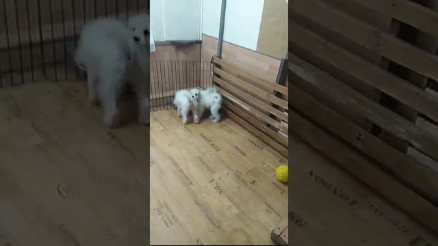 VID 20151011 164414 смотреть онлайн