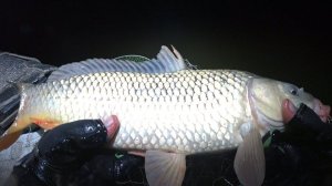 Рыбалка на САЗАНА, карася!! ЛИСА крадет рюкзак