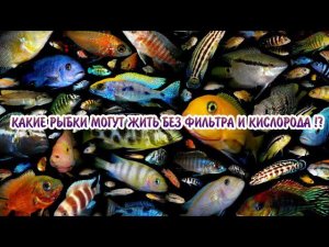 КАКИЕ АКВАРИУМНЫЕ РЫБКИ МОГУТ ЖИТЬ БЕЗ ФИЛЬТРА И КИСЛОРОДА !?