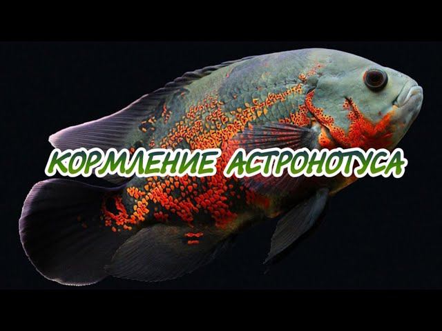 КОРМЛЕНИЕ АСТРОНОТУСА смотреть онлайн
