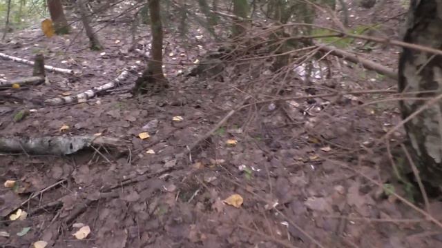 БЕЛЫЕ ГРИБЫ В ЗАПРЕТНОЙ ЗОНЕ! Белые грибы в лесу на каждом шагу! смотреть онлайн