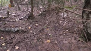 БЕЛЫЕ ГРИБЫ В ЗАПРЕТНОЙ ЗОНЕ! Белые грибы в лесу на каждом шагу!