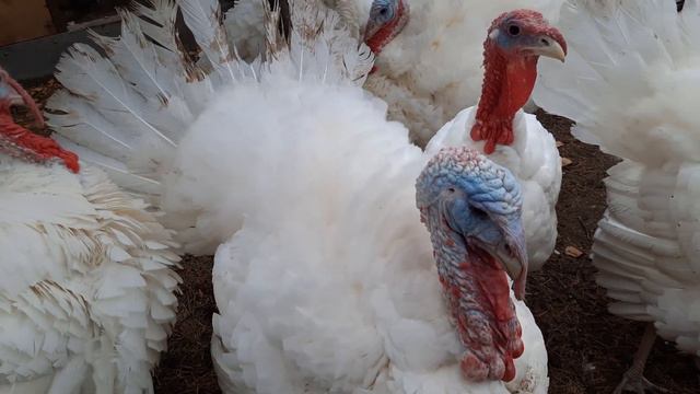 Анонс! смотреть онлайн