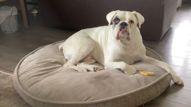 Eri and the Cat Toy of Destiny смотреть онлайн