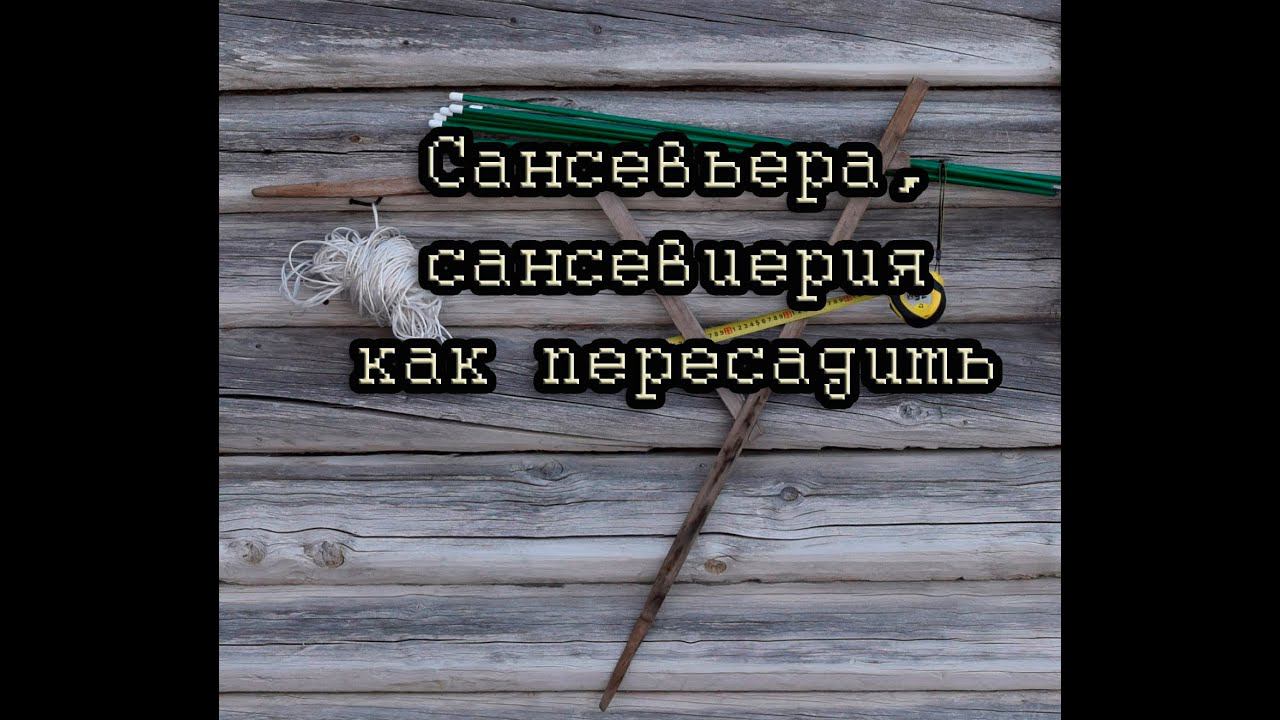 Сансевьера, сансевиерия, как пересадить