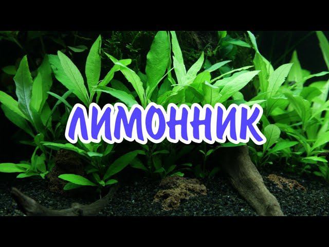 ЛИМОННИК. СОДЕРЖАНИЕ В АКВАРИУМЕ. смотреть онлайн