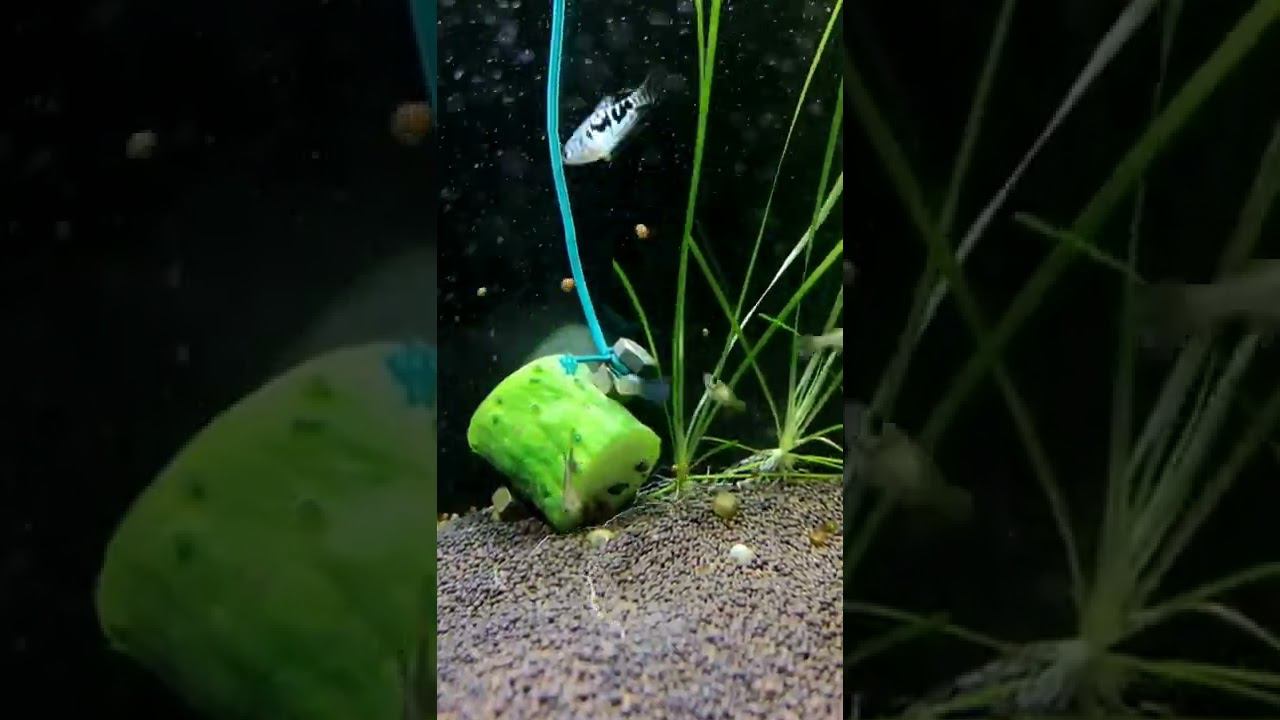 ЛОВЛЮ УЛИТОК КАТУШЕК НА ОГУРЕЦ смотреть онлайн