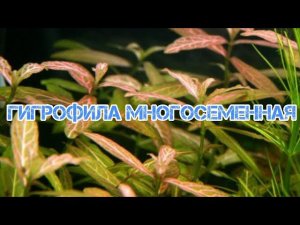 ГИГРОФИЛА МНОГОСЕМЕННАЯ. СОДЕРЖАНИЕ И РАЗВЕДЕНИЕ