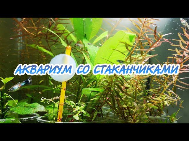 ИЗ АКВАРИУМА СО СТАКАНЧИКАМИ смотреть онлайн