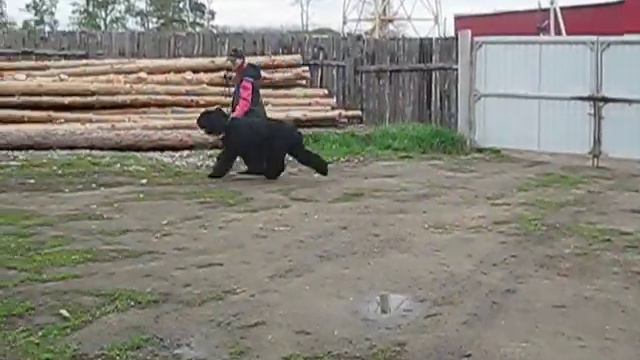 РЧТ Мелодия Весны Вооружен и опасен смотреть онлайн