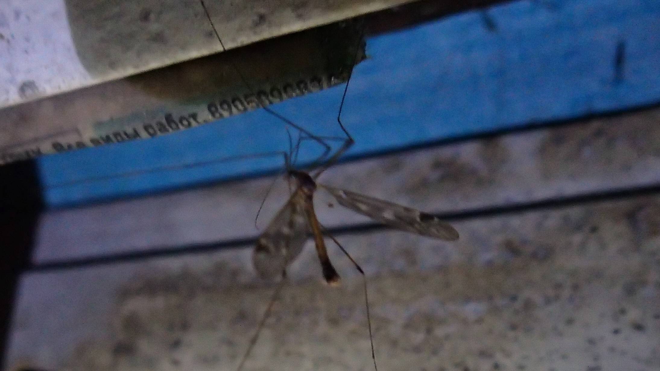 2024.09.23. Норильская лесотундра. Комар долгоножка встретился! смотреть онлайн