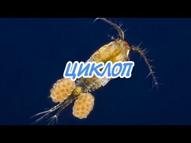 ЦИКЛОП. КОРМЛЕНИЕ АКВАРИУМНЫХ РЫБОК смотреть онлайн