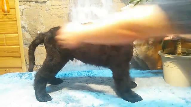 VID 20151129 221158 смотреть онлайн