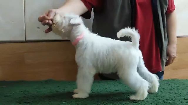 VID 20150811 224919 смотреть онлайн