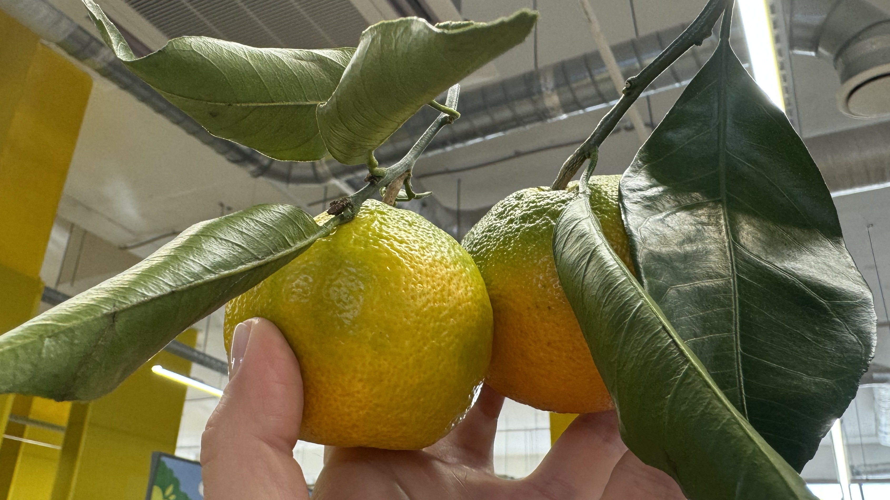 НОВЫЙ ЧИЖИК | РАСПРОДАЖА БЫТОВОЙ ТЕХНИКИ смотреть онлайн