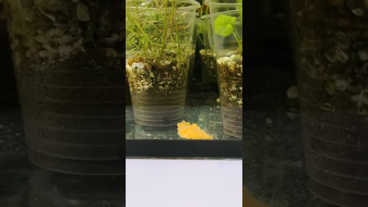 АНЦИСТРУС ВЫБРОСИЛ ИКРУ смотреть онлайн