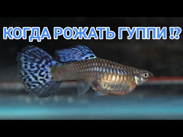 КОГДА ОТСАЖИВАТЬ РОЖАТЬ ГУППИ ??? КОГДА РОДИТ ГУППИ смотреть онлайн