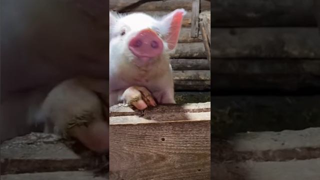 1000088210.mp4Кушать хочется... смотреть онлайн