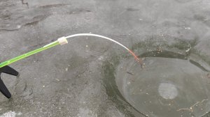 ТЫСЯЧИ карасей, САЗАНЫ под ногами!!!! Зимняя рыбалка по первому льду