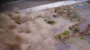 Натуральный каучук из корней одуванчика. Шина будущего Continental на 4 точки. Шины и диски 4точки