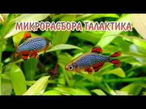 МИКРОРАСБОРА ГАЛАКТИКА. СОДЕРЖАНИЕ В АКВАРИУМЕ