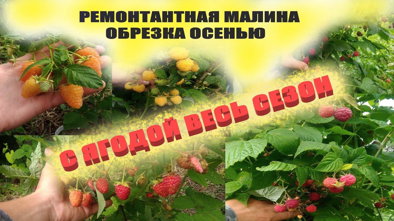 Обрезка ремонтантной малины осенью//Как обрезать малину,чтобы собирать урожай и летом и осенью смотреть онлайн