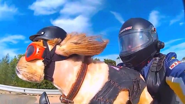 Desireless - Voyage, Voyage смотреть онлайн