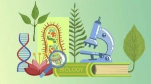 Биология 6 класс. Органы цветковых растений. --