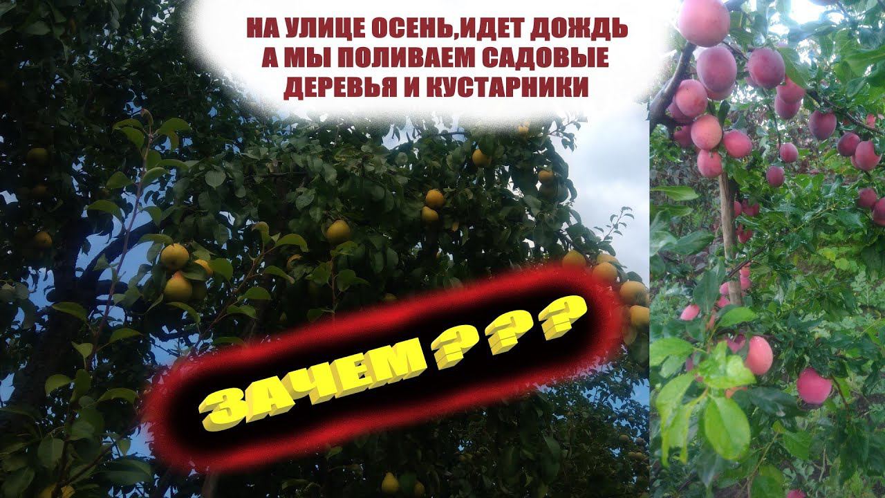 Важный осенний полив садовых деревьев спасет растения и сохранит урожай.Влагозарядный полив сада смотреть онлайн