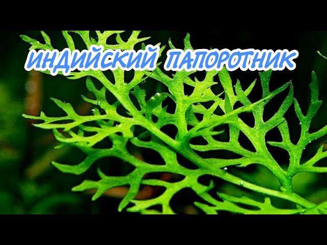 ИНДИЙСКИЙ ПАПОРОТНИК. СОДЕРЖАНИЕ В АКВАРИУМЕ. смотреть онлайн