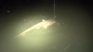 Лодку разворачивает!!!! 10 кило ЯРОСТИ на крючке, рыбалка на крупняк