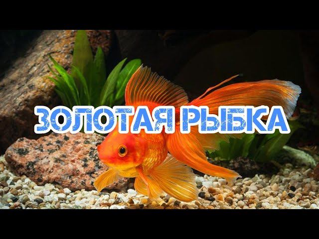 ЗОЛОТАЯ РЫБКА . СОДЕРЖАНИЕ И РАЗВЕДЕНИЕ В АКВАРИУМЕ смотреть онлайн