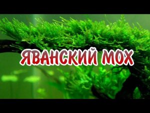 ЯВАНСКИЙ МОХ. СОДЕРЖАНИЕ В АКВАРИУМЕ.