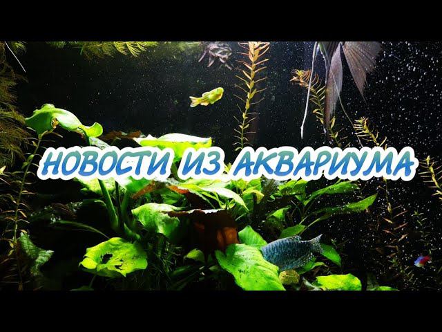 НОВОСТИ ИЗ АКВАРИУМА НА 140 ЛИТРОВ. смотреть онлайн