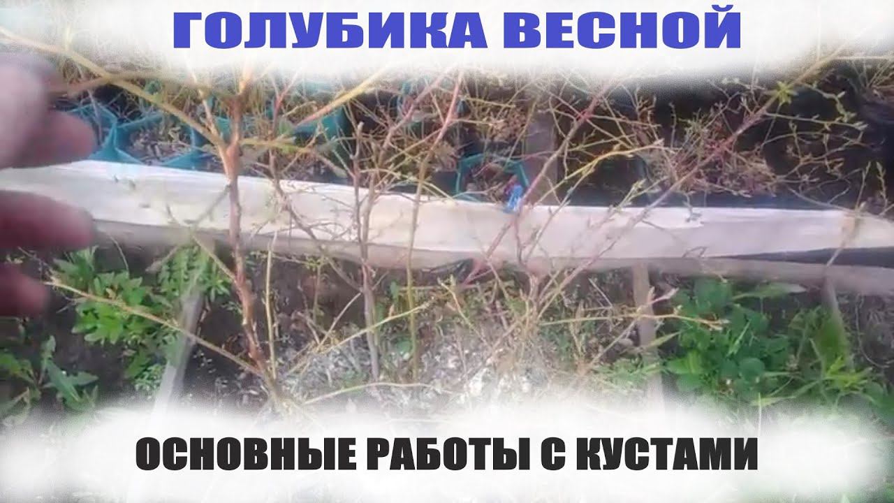 САДОВАЯ ГОЛУБИКА.Что нужно сделать с кустами голубики весной в обязательном порядке смотреть онлайн