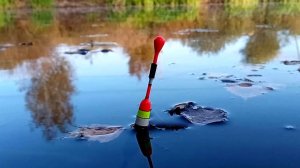 Поплавочная рыбалка на форель в Запрудном