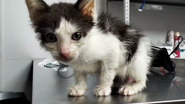 Помощь уличному котёнку