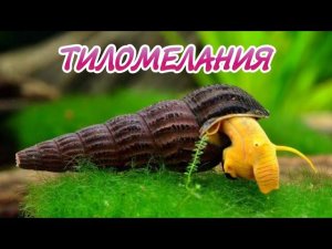 УЛИТКА ТИЛОМЕЛАНИЯ. СОДЕРЖАНИЕ И РАЗМНОЖЕНИЕ В АКВАРИУМЕ.