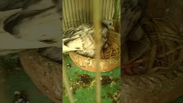 parents dana khaney aye unka baby unkey ando pr beth gaya 😃 смотреть онлайн