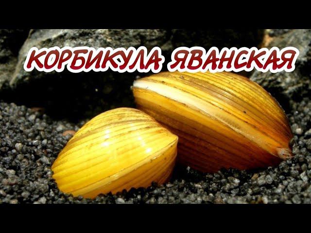 КОРБИКУЛА ЯВАНСКАЯ. ЛУЧШИЙ ПОМОЩНИК АКВАРИУМИСТА. СОДЕРЖАНИЕ И РАЗВЕДЕНИЕ В АКВАРИУМЕ. смотреть онлайн