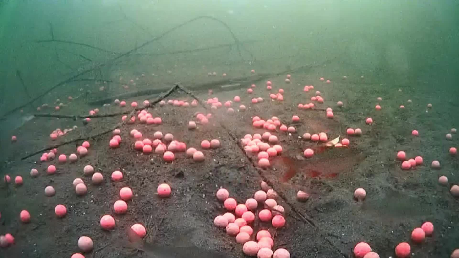 carp смотреть онлайн