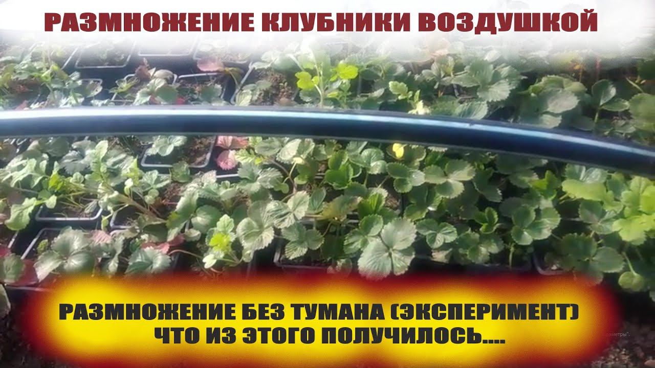 Размножение клубники усами воздушкой без применения тумана.Результат моего эксперимента смотреть онлайн