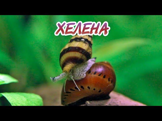 УЛИТКА ХЕЛЕНА. АКВАРИУМНАЯ ХИЩНИЦА. смотреть онлайн